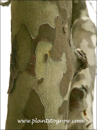 Sycamore (Plantanus occidentalis)
Image by Paul S Drobotthe exfoliating outer bark and the lighter colored inner